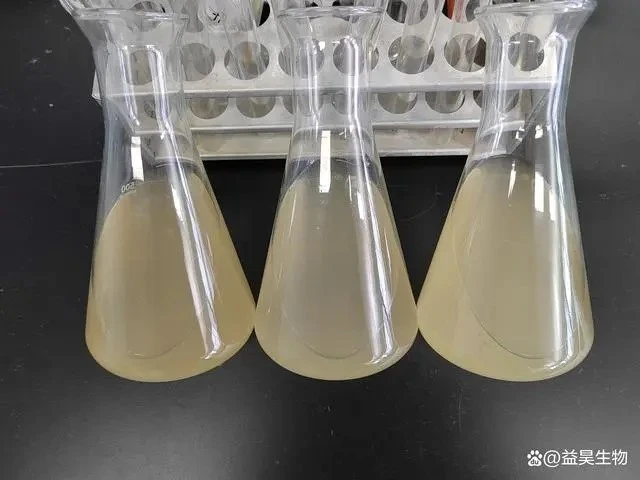 Bacillus subtilis Bacillus subtilis